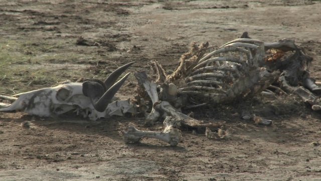 In a parched landscape, the skeleton of a dead animal lies in the desert as an example of life and death in East Africa.