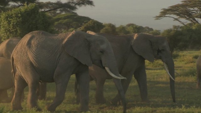 Large herds of African elephants migrate near Mt. Kilimanjaro in Amboceli National Park, Tanzania.
