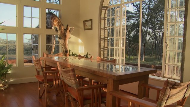 Giraffes stick their heads into the windows of an old mansion in Africa and eat off the dining room table.
