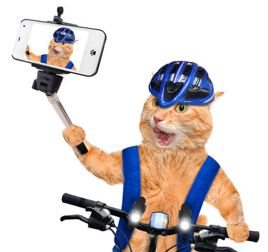 Cat cyclist taking a selfie with a smartphone. Isolated on white.
