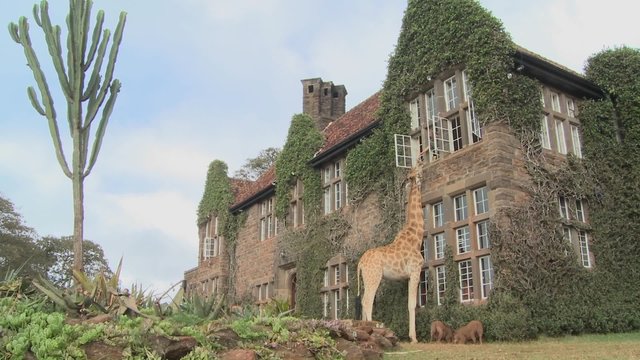 Giraffes mill around outside an old mansion in Kenya.