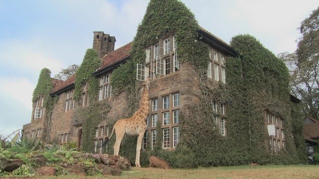 Giraffes mill around outside an old mansion in Kenya.