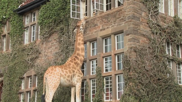 Giraffes mill around outside an old mansion in Kenya.