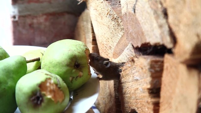 Maus knabbert an Bierne