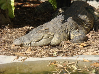 Crocodile Relaxing