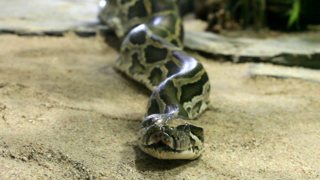 Reticulated python close up, zoom