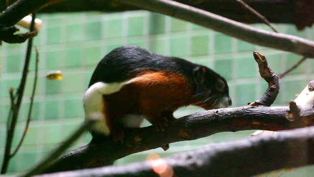 Beautiful asian squirrel on branch