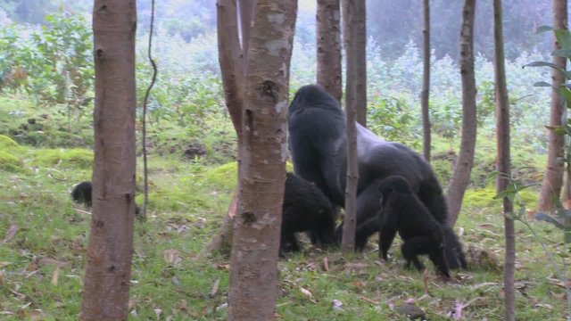 A male silverback gorilla walks with babies through the jungles of Rwanda.