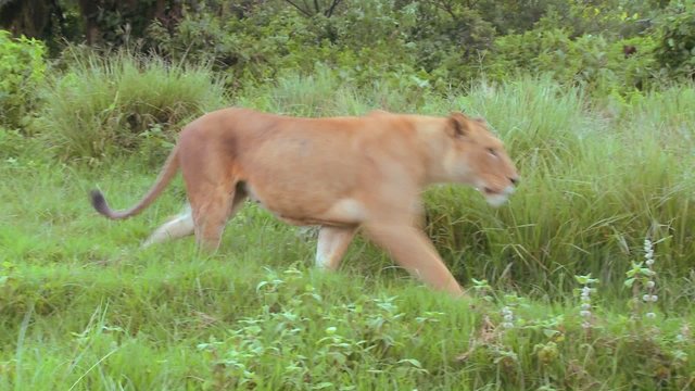 A beautiful female lion on the prowl in Africa.