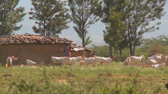 Masai tribesmen herd their cattle outside a village in Kenya.