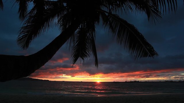 Sunset under palm tree on Island Boracay