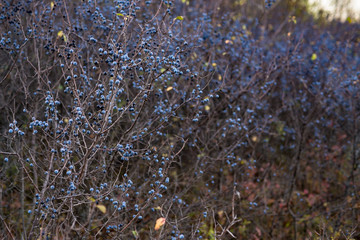 Thorn Berry grows on bushes, autumn