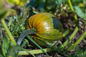 Little pumpkin growing on the ground