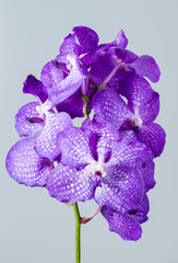 Fototapeta premium close-up Vanda Orchid Wanda - Queen of orchids, purple flower on