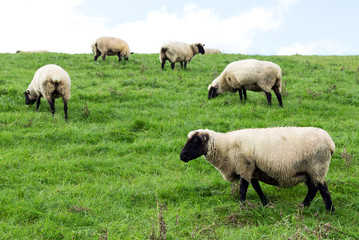 Schafe, Deichpflege