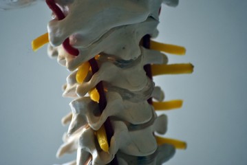 vertebre cervicali con dischi e nervi