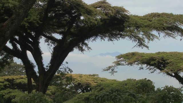 Acacia trees loom over the crater at Ngorongoro Crater in Tanzania.