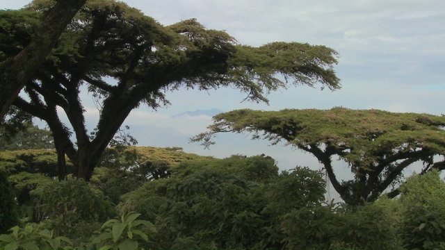Acacia trees grow on the slopes of Nrorongoro Crater in Tanzania.