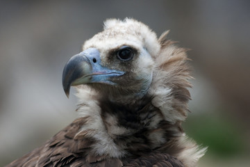Black vulture
