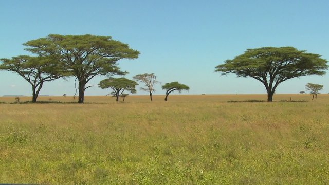 Beautiful acacia trees grown on the African savannah.