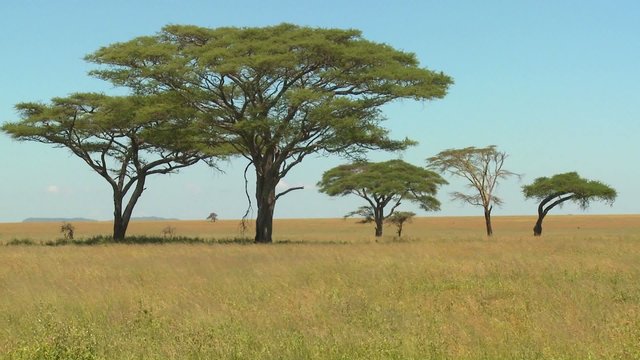 Acacia trees grown on the African savannah.