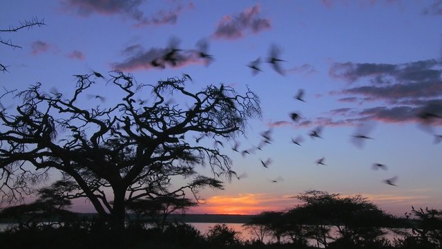A large flock of birds flies from an acacia tree on the plains of Africa.
