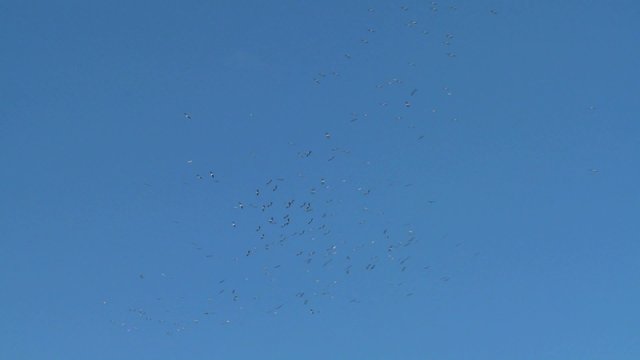 Vultures circling over dead prey.