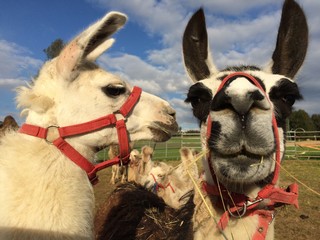 zwei Lamas © Andrea Sachs