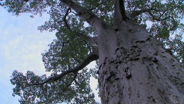 A low angle looking up into a majestic baobab tree in Tarangire National park, Tanzania.