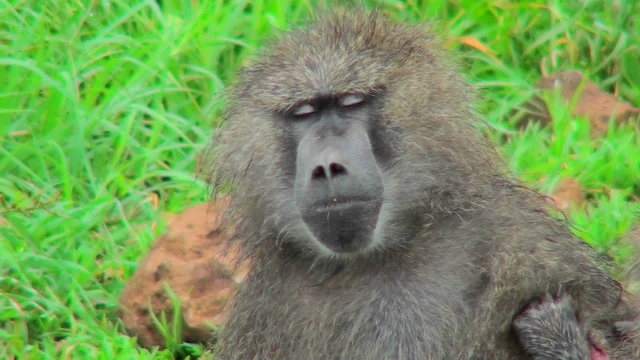 A baboon falls asleep while being groomed.