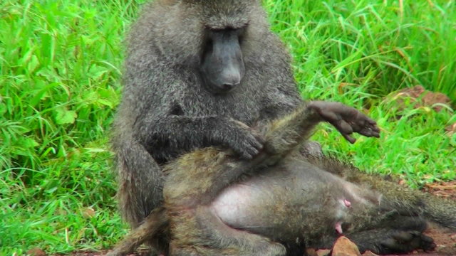 A baboon picks fleas and ticks off its mate in this grooming ritual.
