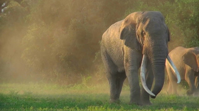 A beautiful majestic giant elephant stands in early morning light with massive tusks.