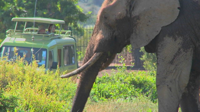 An elephant proudly eats grass while onlookers on safari take pictures.