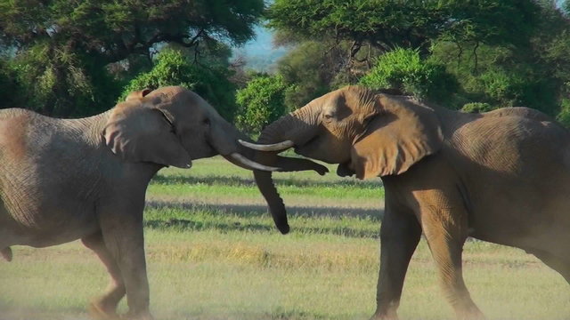 Young elephants fight and tussle in this mating ritual.