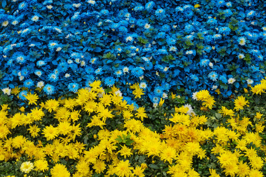 Yellow And Blue Flowers