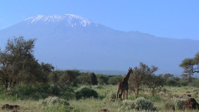 A giraffe stands in front of Mt. Kilimanjaro in the distance.