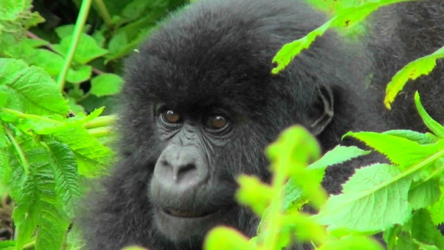 A mountain gorilla baby sits in the greenery of the Rwandan rainforest.