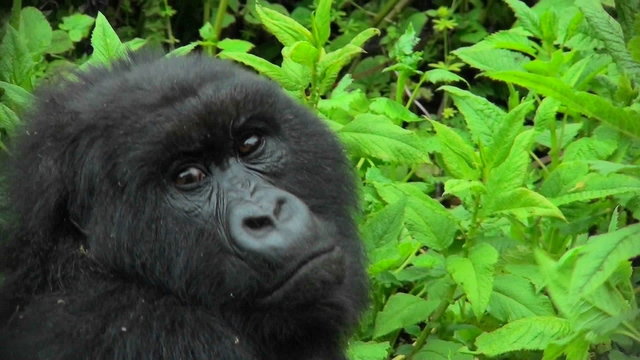 A mountain gorilla looks around in the Rwandan rainforest.