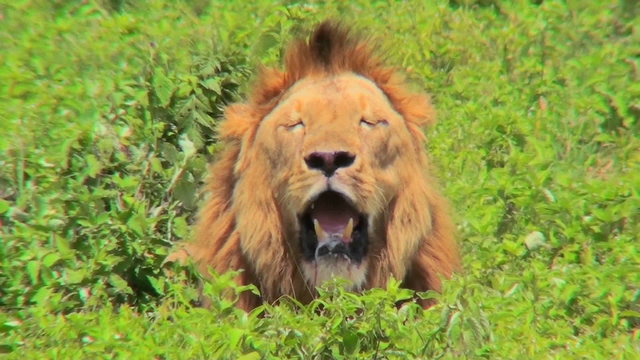 A male lion looks at us with mouth open and big mane.