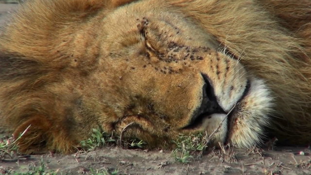A lion is on the ground covered with flies and could be dead.
