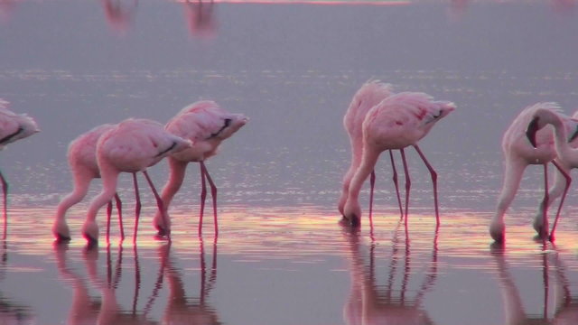 Beautiful footage of pink flamingos in early morning light on Lake Nakuru, Kenya.