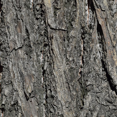 Bark background texture