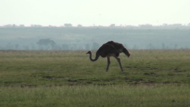 An ostrich walks across the plains of Africa.