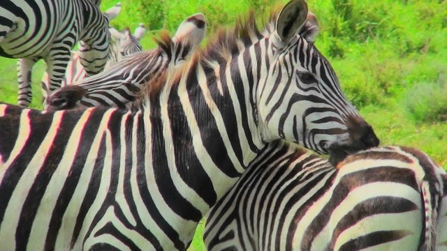 A zebra licks and bites the rump of another zebra.