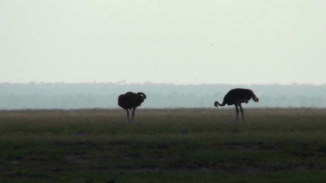 Two ostriches stand in silhouette on the plains of Africa.