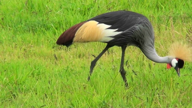 An African crested crane forages in the grass.