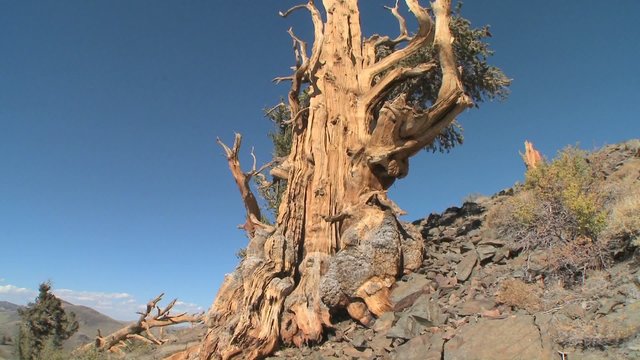 Tilt up to old bristle cone pine trees growing in the White Mountains of California.