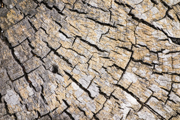 Driftwood Stump Nature Abstract