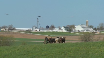 An Amish farmer uses horses to plow his fields.