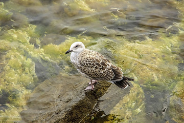 Beautiful seagull sitting on a rock